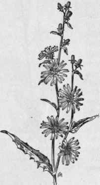 Fig. 362.   Chicory (Cichorium Intybus). X 1/3.