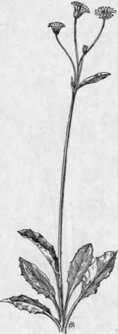 Fig. 364.   Cynthia (Krigia amplexicaulis). X 1/6.