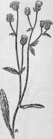 Fig. 367.  Bristly Oxtongue (Picris echoides).