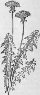 Fig. 370. Dandelion (Taraxacum officinale). X 1/4.