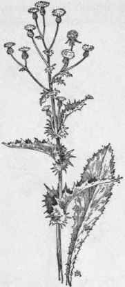 Fig. 373.   Spiny leaved Sow Thistle (Sonchus asper).