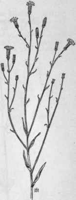 Fig. 379. Rush like Lygodesmia (Lygodesmia juncea). X 1/6.