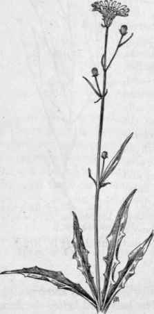 Fig. 380.  False Dandelion (Pyr rhopappus carolinianus). X 1/4.