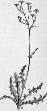 Fig. 381.  Smooth Hawks beard (Crepis capillaris). X 1/4.