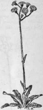 Fig. 384.  Orange Hawkweed (Hieracium aurantiacum). X 1/6.