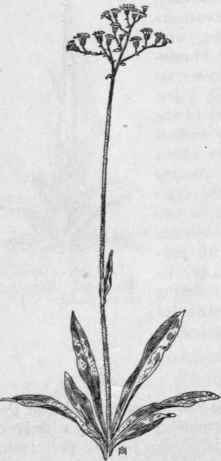 Fig. 385. Field Hawkweed (Hie racium pratense). X 1/6.