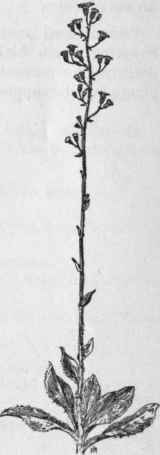 Fig. 386.  Hairy Hawkweed (Hieracium Gronovii). X 1/4.
