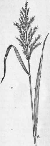 Fig. 4.   Johnson grass (Sorghum halepense). X 1/8.