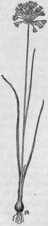 Fig. 43. Field Garlic (Allium vine ale). X J.