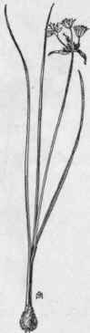 Fig. 44. Meadow Garlic (Allium cana dense). X 1/5.