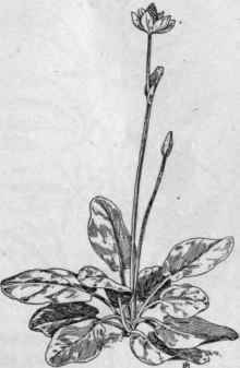 Fig. 46.   Yerba Mansa (Anemop sis californica). X 1/4.