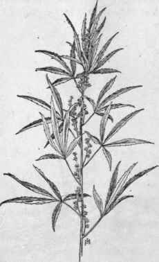 Fig. 47.   Hemp (Cannabis sativa).