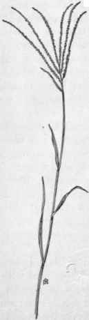 Fig. 5. Crab grass (Digitaria sanguinalis). X 1/4.