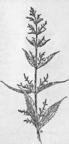 Fig. 50.   Western Nettle (Urtica holosericea). X 1/6.