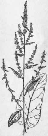 Fig. 54.   Broad leaved Dock (Rumex obtusifolius). X 1/8.