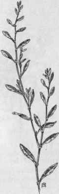 Fig. 57.   Prostrate Knotweed (Polygonum avicu lare). X 1/2.