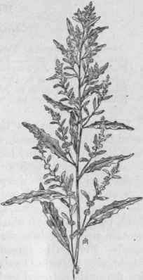 Fig. 66.   Mexican Tea (Cheno podium ambrosioides). X 1/3.