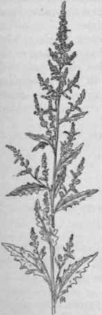 Fig. 67.   Wormseed (Cheno podium ambro sioides var. anthelminticum). X 1/3.