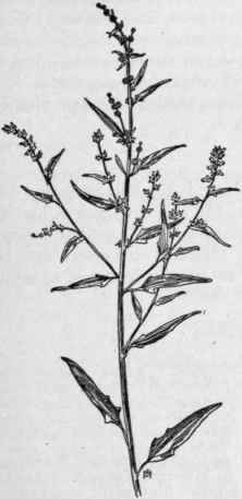 Fig. 70. Spreading Orache (Atriplex patula). X 1/4.