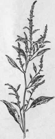 Fig. 78.   Water Hemp (Acnida tuberculata). X 1/4.