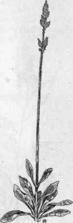 Fig. 80. Froelichia (Froelichia floridana).