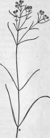 Fig. 84. Narrow leaved Umbrella wort (Oxybaphus linearis). X 1/8.
