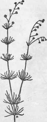 Fig. 88.   Corn Spurry (Spergula arvensis). X 1/4.