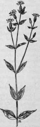 Fig. 96. Red Campion (Lychnis dioica). X 1/4.