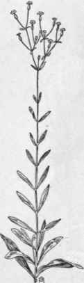 Fig. 98.  Sleepy Catchfly (Silene antirrhina). X 1/2.