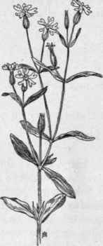 Fig. 99. Night flowering Catchfly (Silene nocti flora). X 1/4