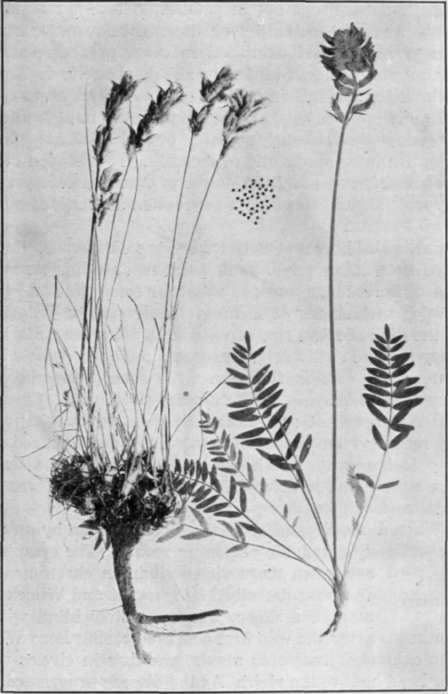 Fig. 12.   Stemless Loco Weed 