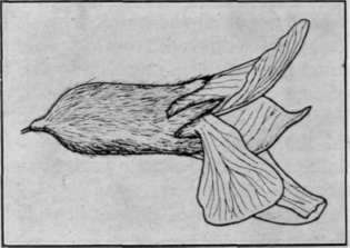 Fig. 13.   Flower of Stemless Loco Weed, showing 