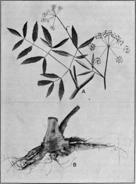 Fig. 15.   Water Hemlock 