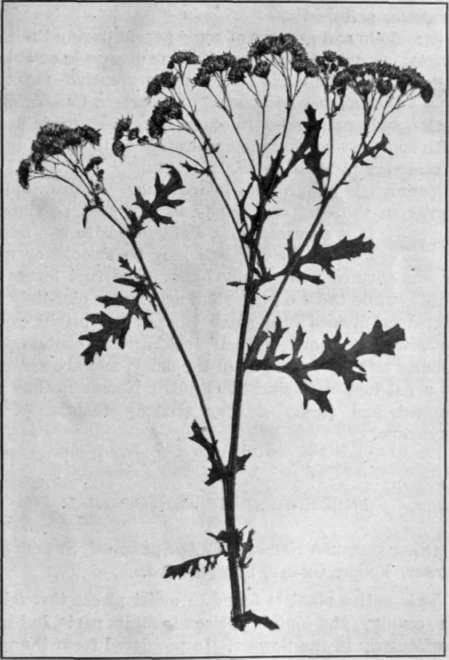Fig. 17.   Ragwort 