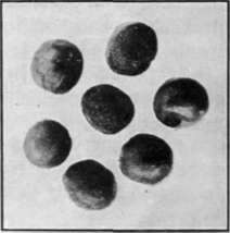 Fig. 21.   Seeds of Cow Cockle 