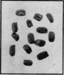 Fig. 23.   Seeds of Tumbling Mustard 