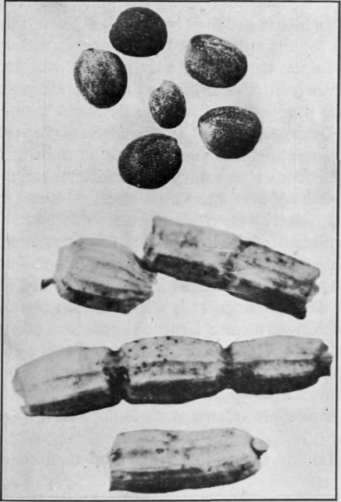 Fig. 26.   Seeds and broken pods of Wild Radish 
