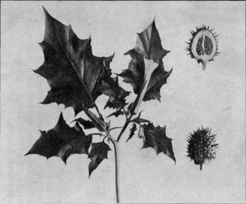 Fig. 39.   Jimson Weed 