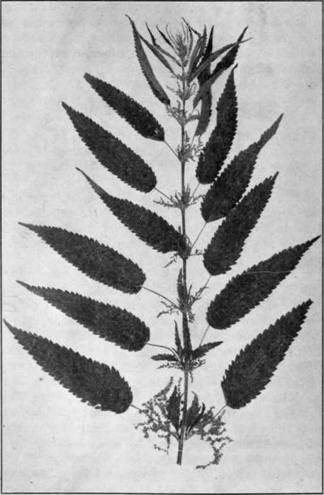 Fig. 81.   Slender Nettle 