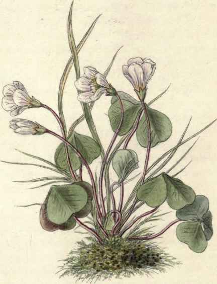 WOOD SORREL. Oxalis acetosella.