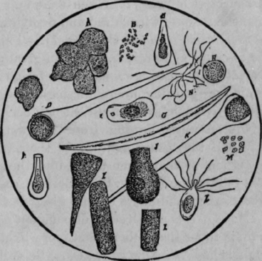 Fig. 1. Organisms in Croton water