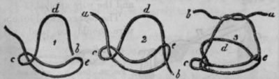 Fig. 292.   Champagne Knots