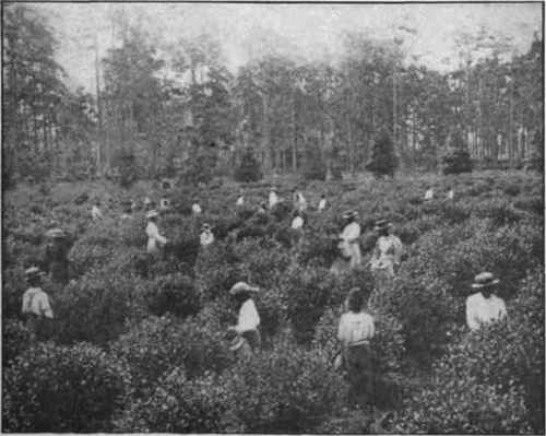Fig. 14. Colored children plucking tea at Pinehurst, Summerville, S. C. (Courtesy of the late Dr. Shepard.)