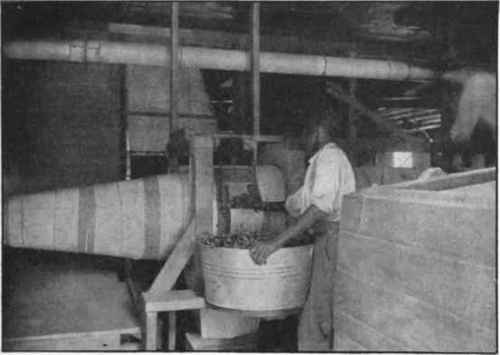 Fig. 15. Loading end of sterilizer to destroy enzymes. (Bureau of Plant Industry, U. S. Dept. of Agriculture.)