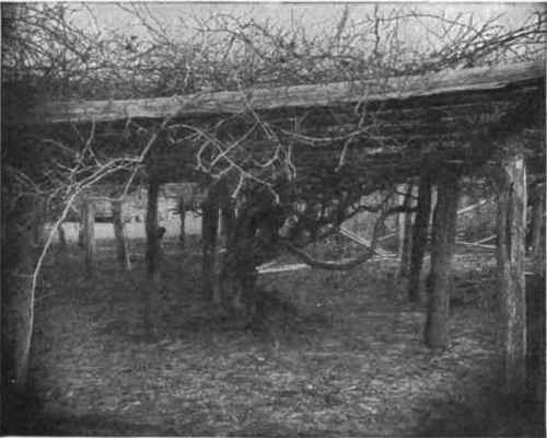 Fig. 18. Scuppernong grape vine. Roanoke Island. (Courtesy B. W. Kilgore.)