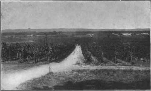 Fig. 20. Chateau Yquem Vineyard looking north toward the Garonne. The hills in the distance are on the left bank of the river.