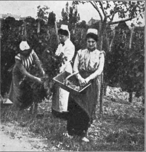 Fig. 20. Grape gathering at Saint Emillion. (Courtesy of Barton and Guestier.)
