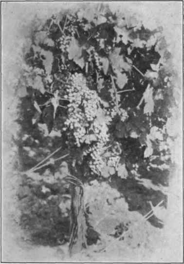 Fig. 22. A Vine plant in the Sauternes District. (Courtesy of Barton and Guestier.)
