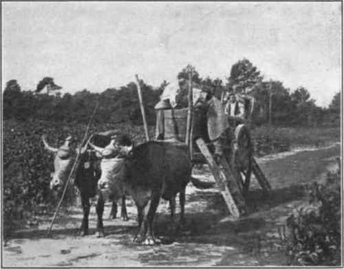 Fig. 26.   In Medoc, bearers emptying their 
