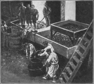 Fig. 30. Vintage in the tubs tramping the grapes. (Courtesy of